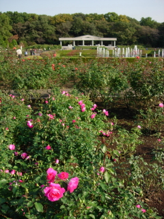 花園の風景