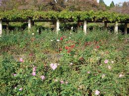 原種バラ園