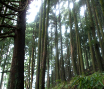 スギやアカマツなどの巨樹が並ぶ山道。ニホンカモシカに出会うことも!?
