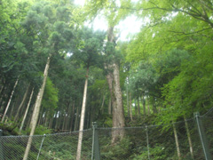 水垂のトチ