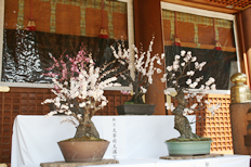 拝殿に飾られた梅の盆栽