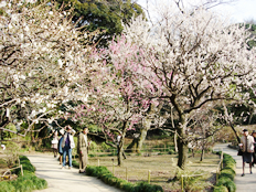 梅を好んだ光圀公の梅林