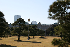 宮殿正面には日本らしい松の木が並ぶ
