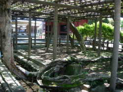 拝島のフジ。推定樹齢800年の都天然記念物で、地元では「千歳のフジ」と呼ばれる。高さ2.4m、広さ約308uの藤棚に広がる都内有数の老樹。毎年5月頃に開花