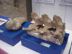 アキシマクジラの化石は国立科学博物館新宿分館に保管され、その一部(胸椎と上腕骨)は昭島市役所1階ロビーに展示されている