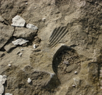 川岸では貝の跡の化石(印象化石)もよく見られる