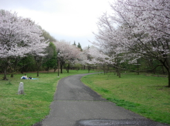 お花見坂の桜並木