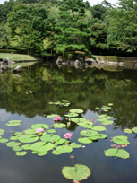 池に浮かぶ蓮の花