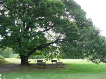 広場にそびえる大きな木。木陰にはベンチもある