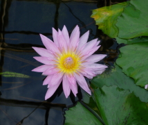MуXC̉