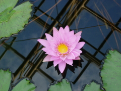 MуXC̉