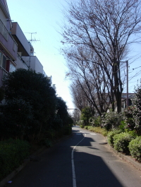 緑道には木々や花が植えられている