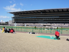 東京競馬場の芝生