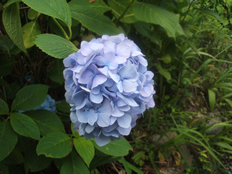 青い花は心までも涼ませてくれます