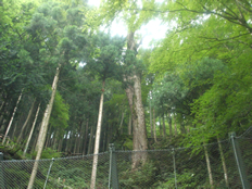 巨樹コースの先には巨木「水垂のトチ」