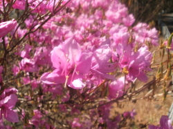 神社への参道に咲くツツジの花