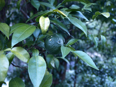 御岳山周辺には柚子の木があり、8〜10月頃にかけて青柚子の実がなります。