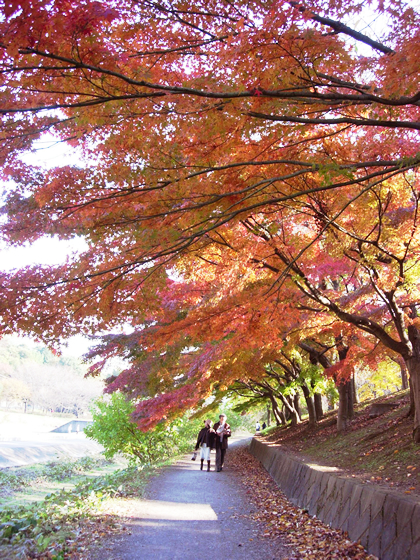 紅葉の美しい散策路