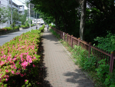 歩道の右側に再び水路が出現