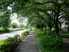 しばらく水路は消え、並木道の歩道が続く