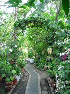 熱帯地域の植物を集めた温室