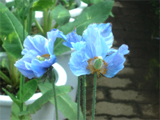 冷房室で咲いたヒマラヤの青いケシ