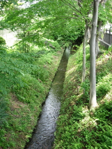 立川通り脇を流れる小川用水