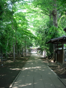 ケヤキ並木の参道