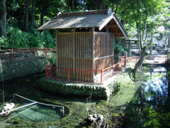 厳島神社裏の弁天池