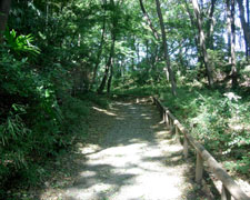 城山へ向かう雑木林の小道